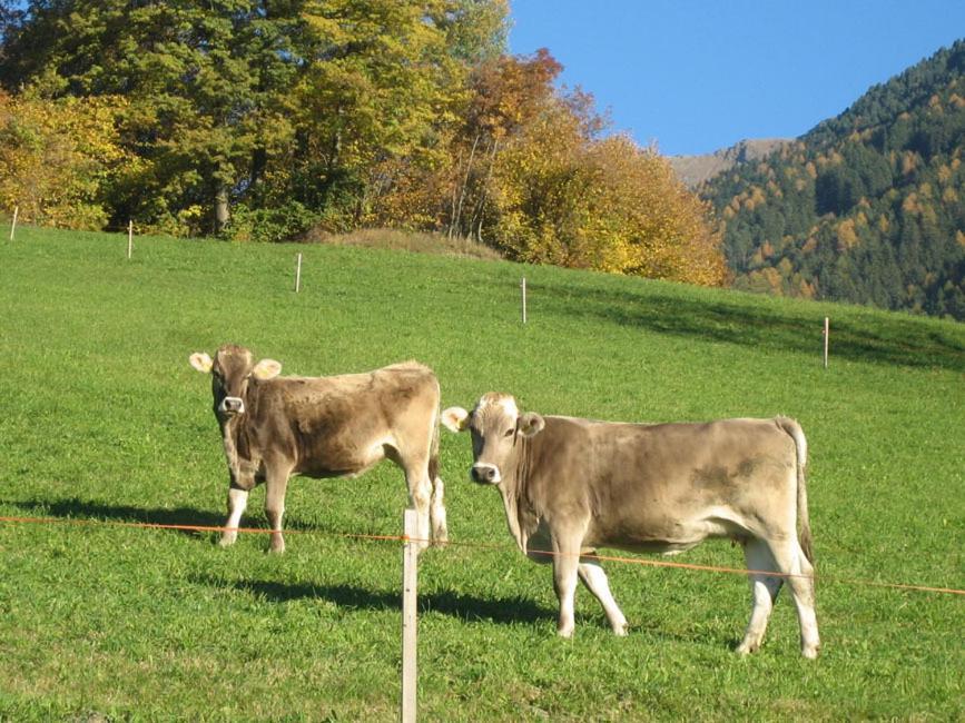 Mantingerhof Apartments Funes  Kültér fotó